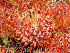 FEU D' ARTIFICE FLORAL