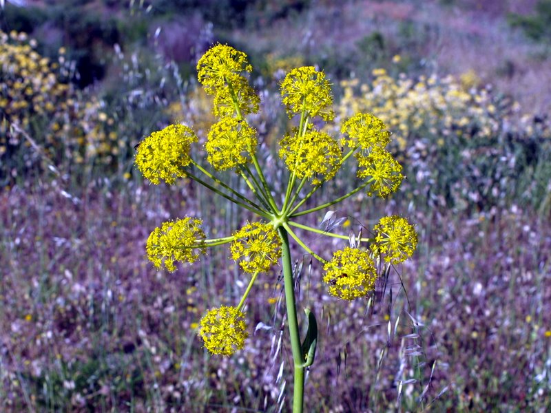 feu d'artifice