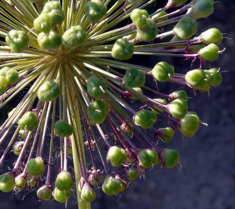 ''feu d'artifice'' (ail d'ornement en graines)