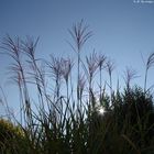 Feu d'artifice bio