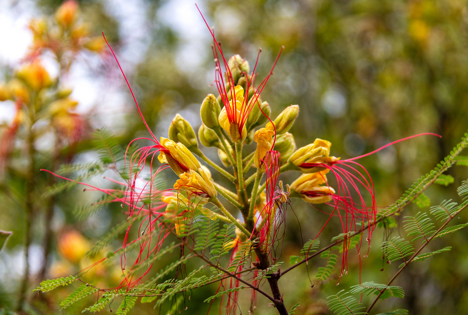 Feu d’artifice floral