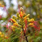 Feu d’artifice floral