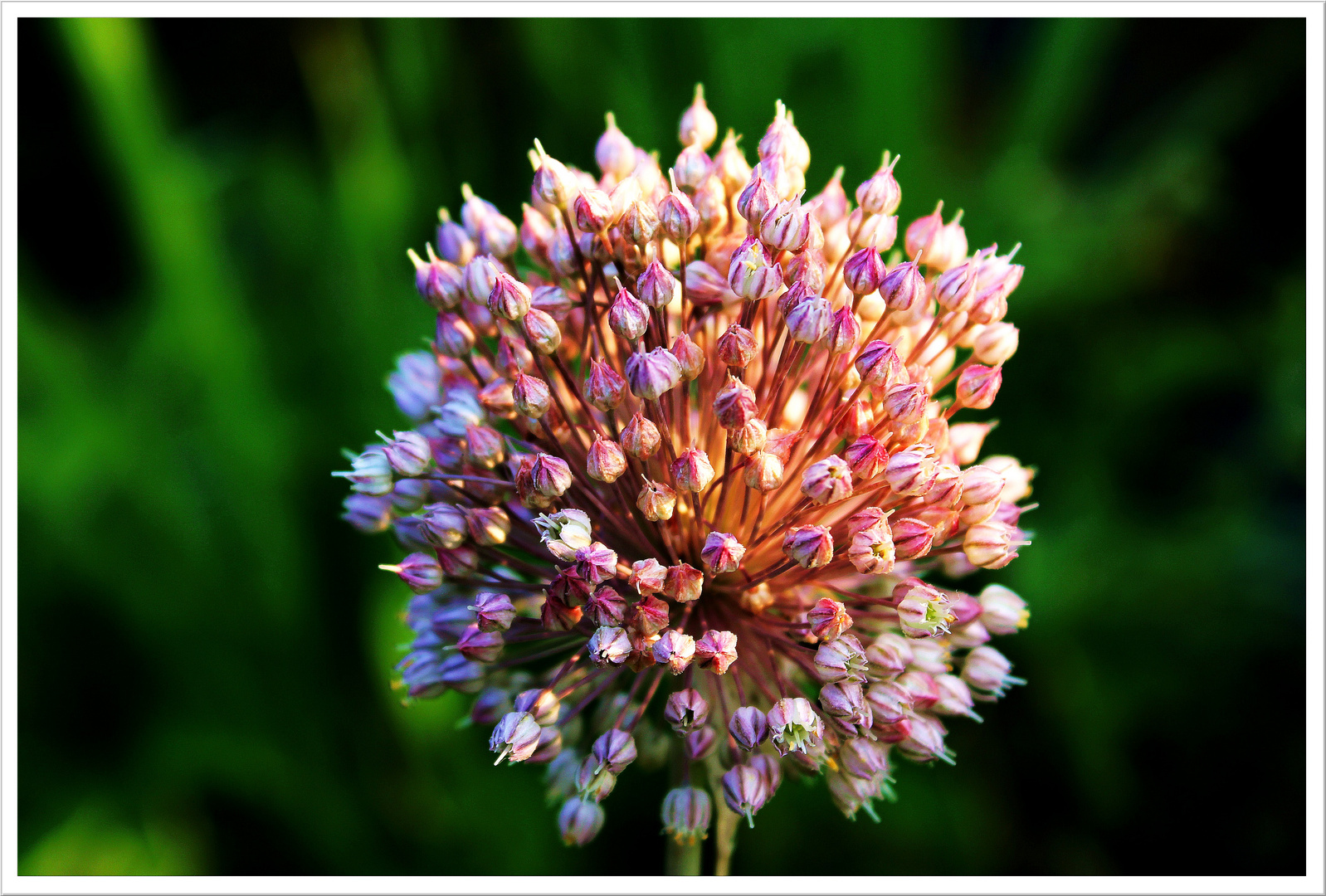 Feu D'artifice naturel.