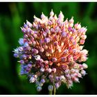 Feu D'artifice naturel.