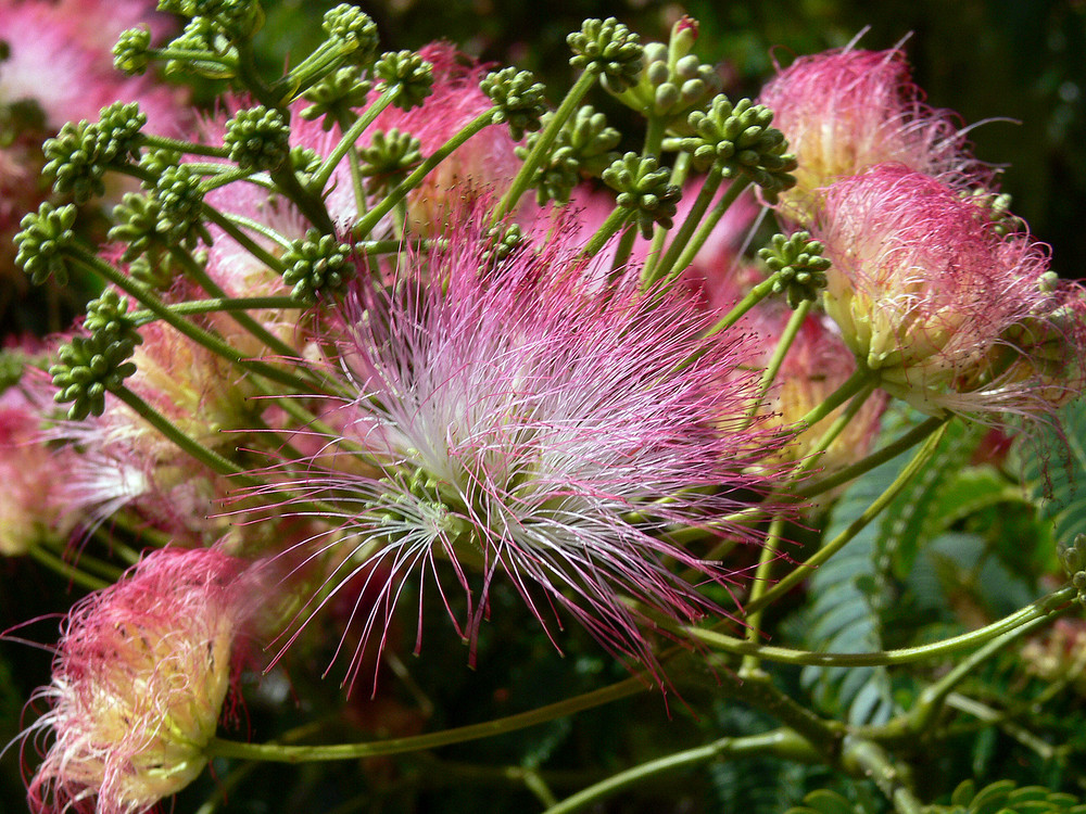 Feu d'artifice sans poudre ......