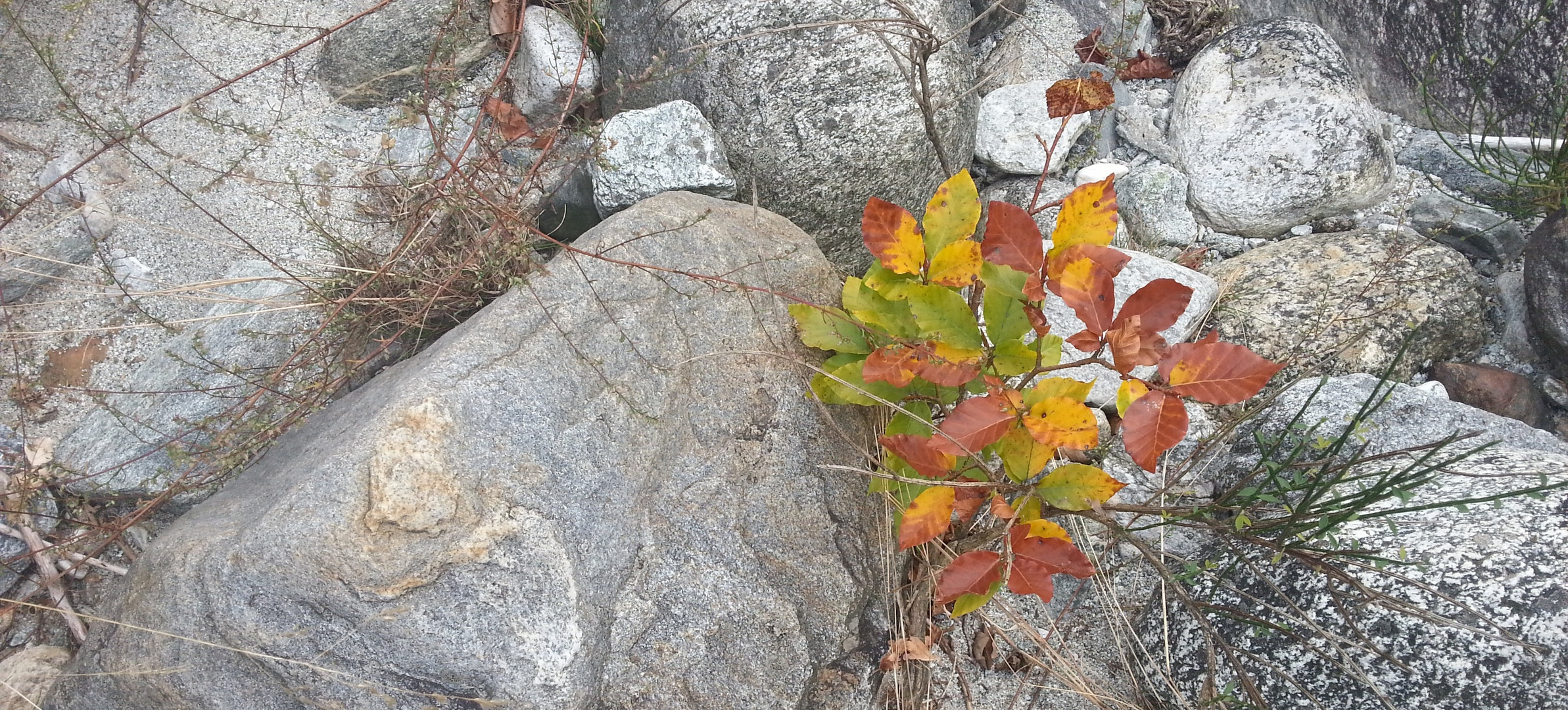 FEU D'AUTOMNE