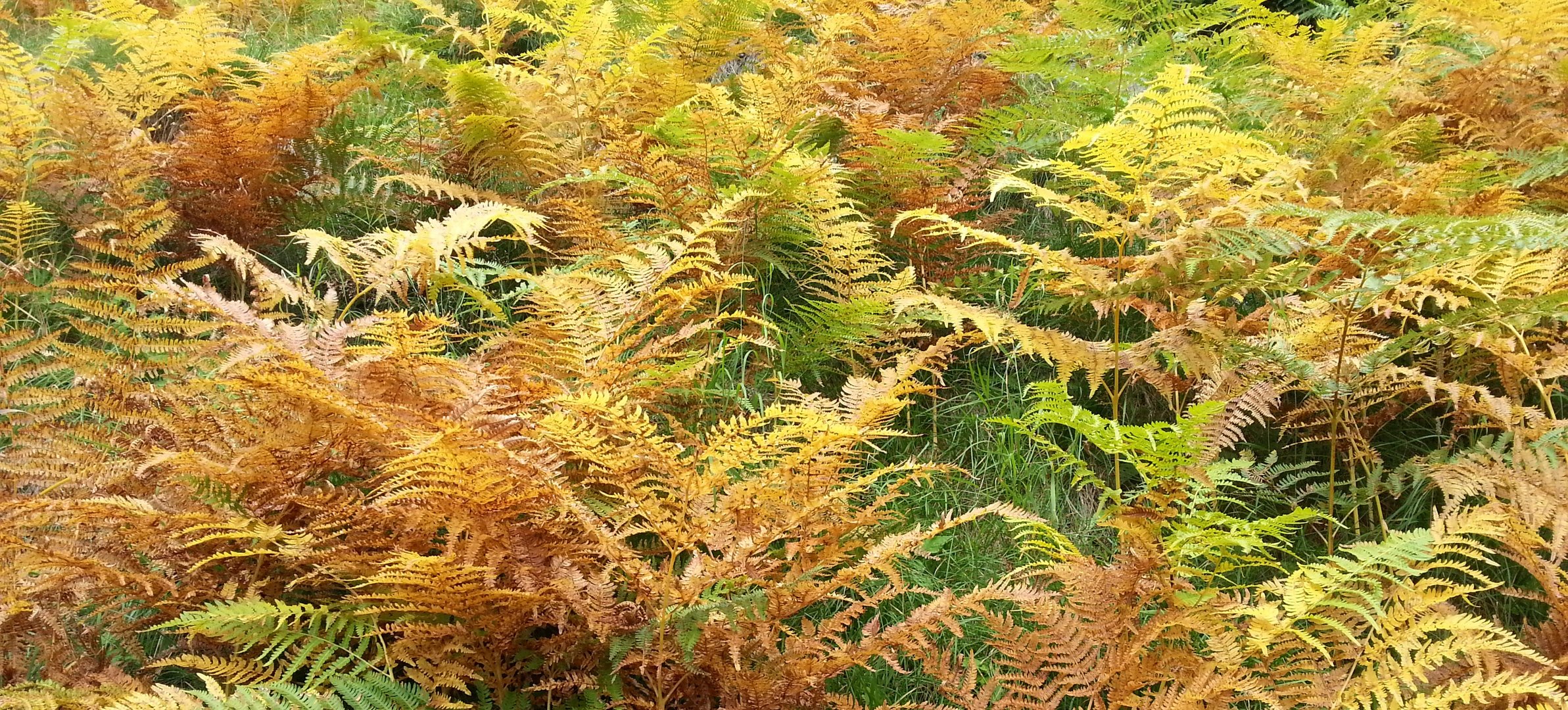 FEU D'AUTOMNE 2