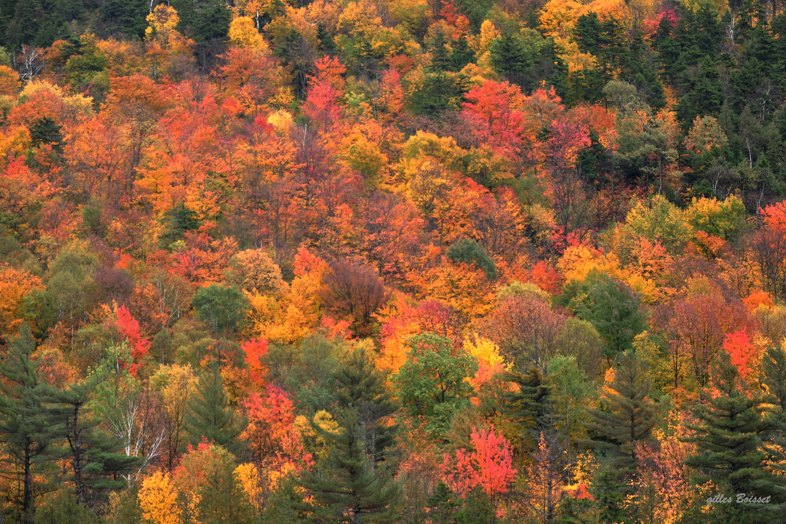 feu de forêt