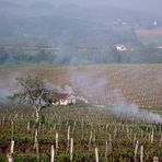 FEU DE PAILLE DANS LE VIGNOBLE JURASSIEN