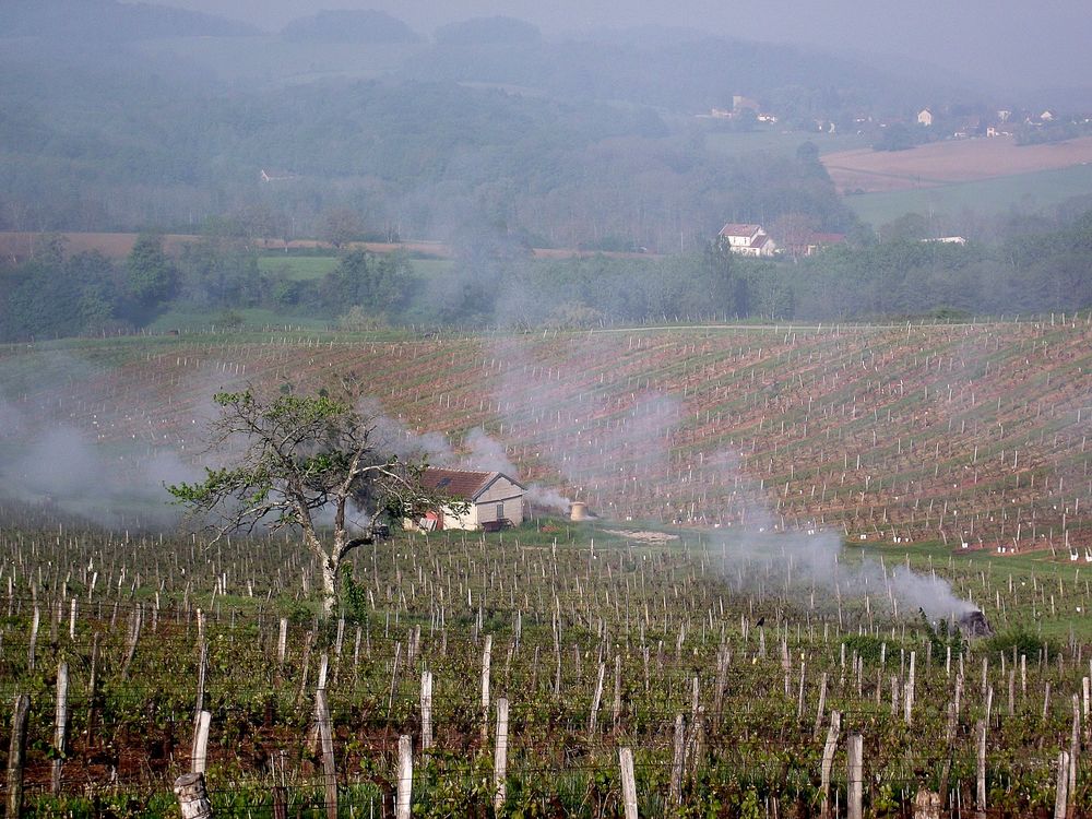 FEU DE PAILLE DANS LE VIGNOBLE JURASSIEN