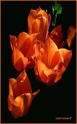 Feu et flamme / Feuer und Flamme