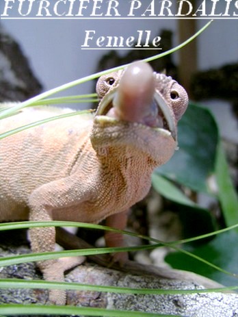 Feu Ma femelle cameleon