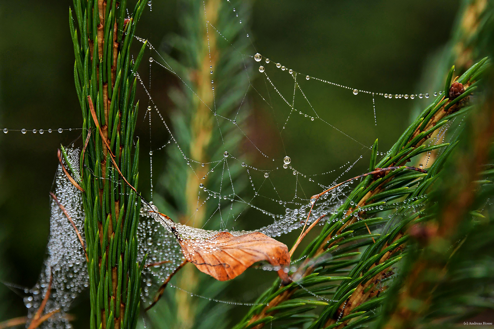 Feucht-Gebiete