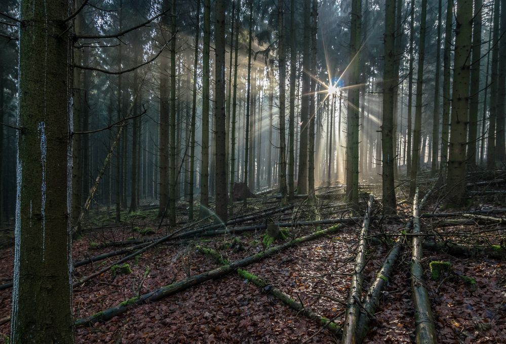 feucht und dunkel Foto & Bild wald, sonne, winter Bilder auf