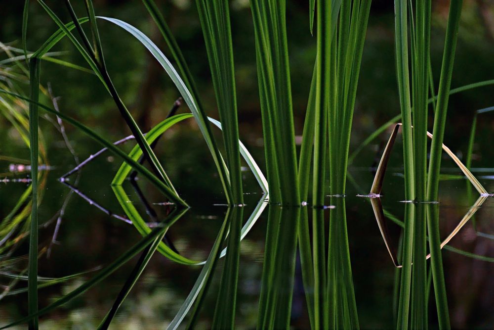 Feuchtbiotop Bild & Foto von Katberlin aus Natur photokina