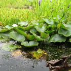 Feuchtbiotop beim Blumenhändler ... 