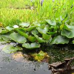 Feuchtbiotop beim Blumenhändler ... 