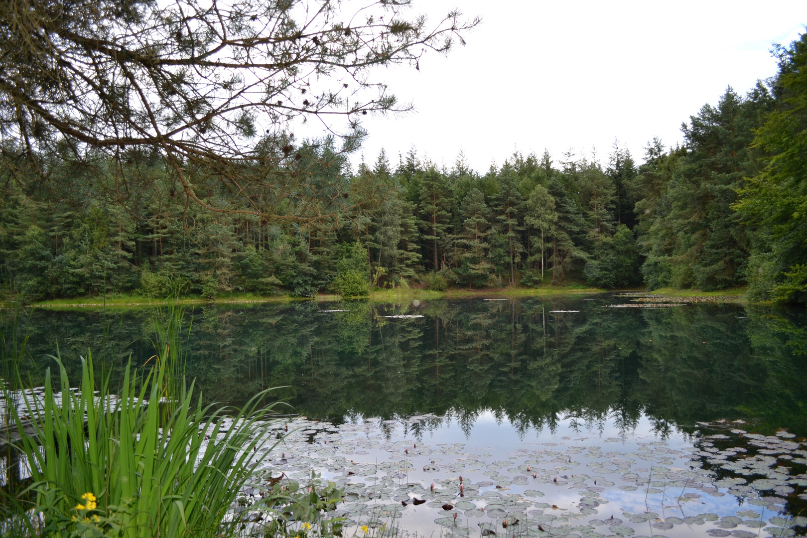 Feuchtbiotop Silbersee