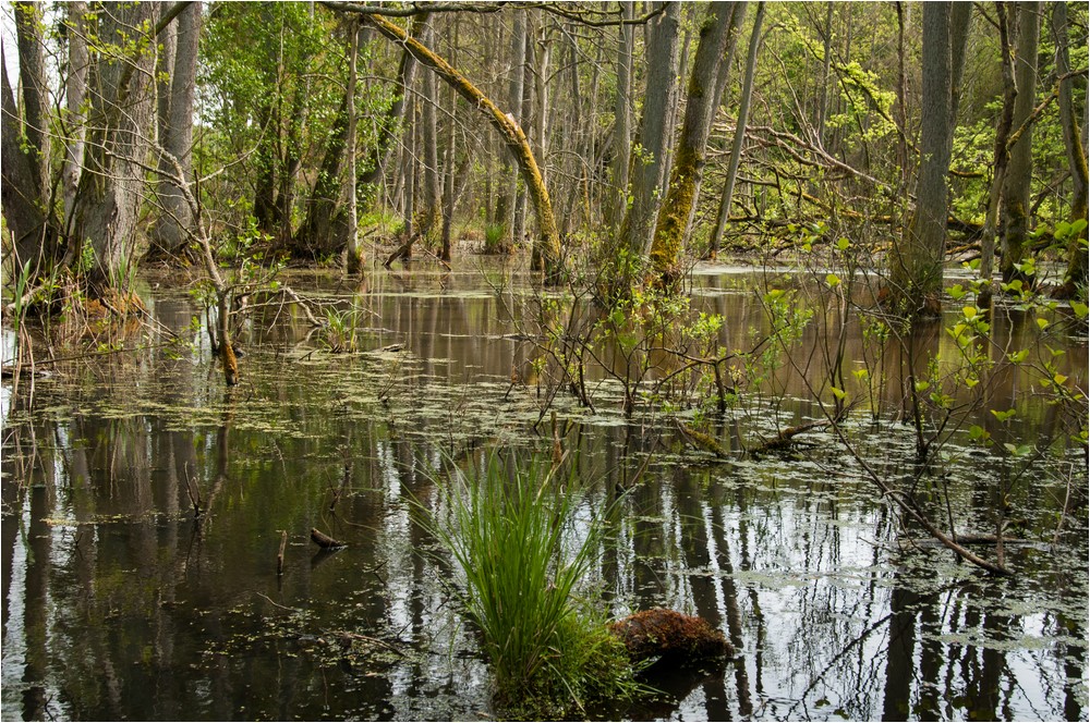 Feuchtbiotop Wolgastsee ...