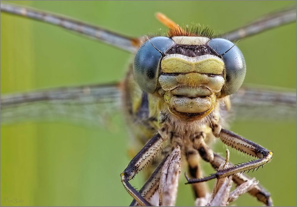 Feuchte Augen