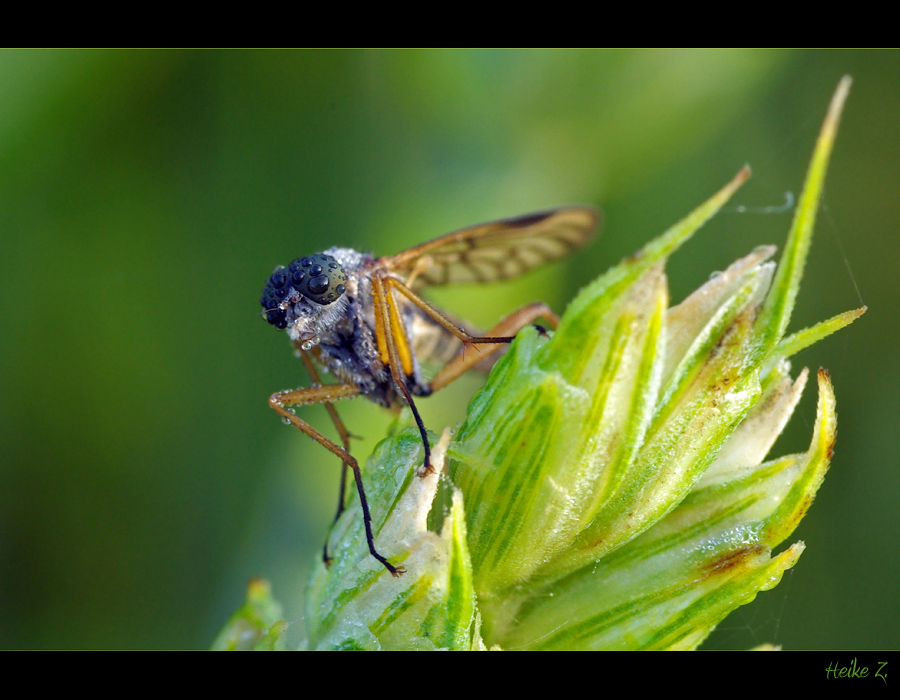 Feuchte Augen