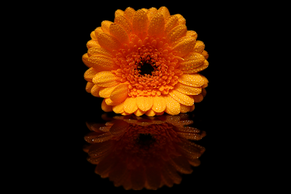 feuchte Gerbera