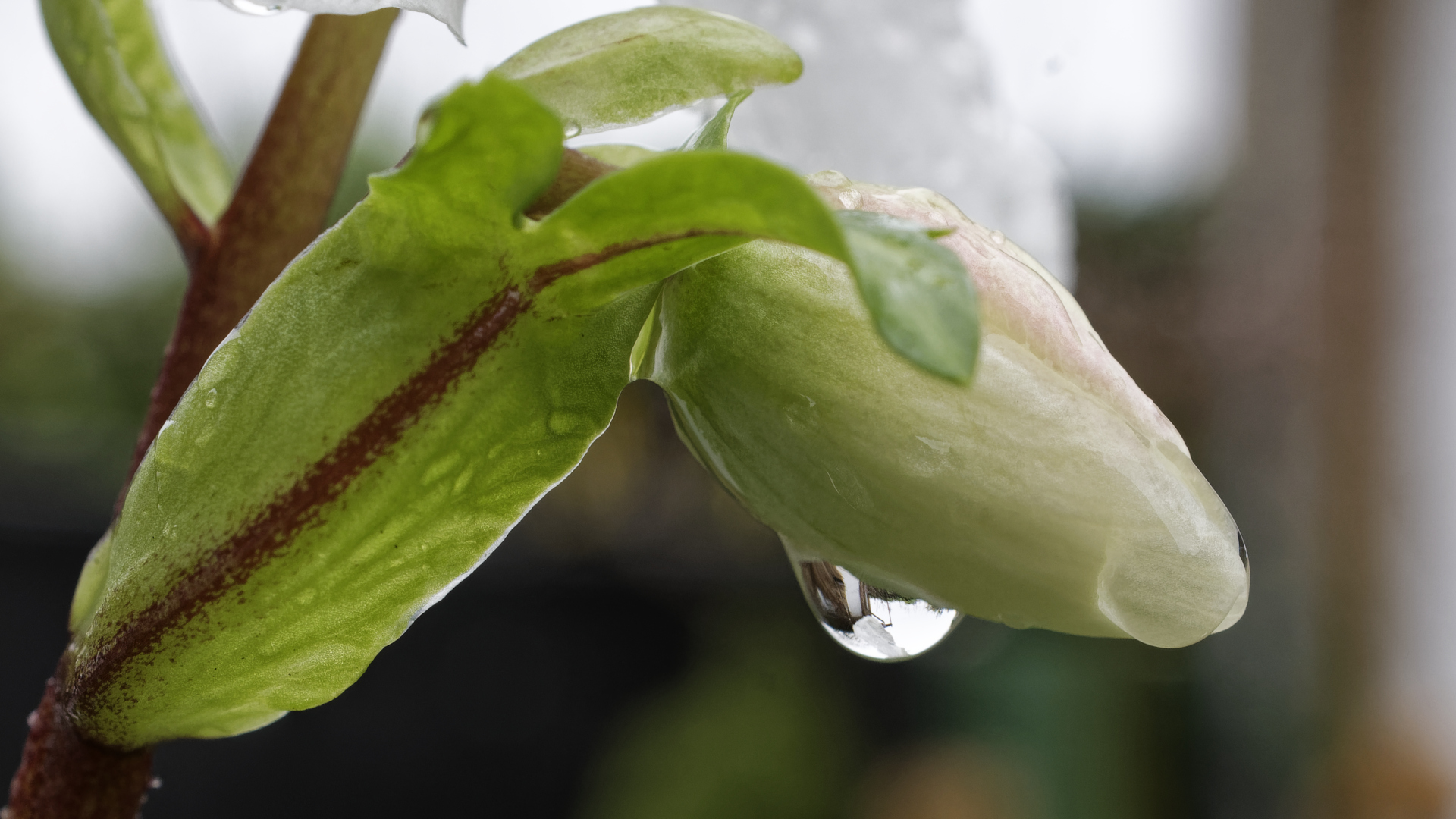 Feuchte Knospe der Christrose (Helleborus niger)