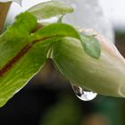 Feuchte Knospe der Christrose (Helleborus niger)