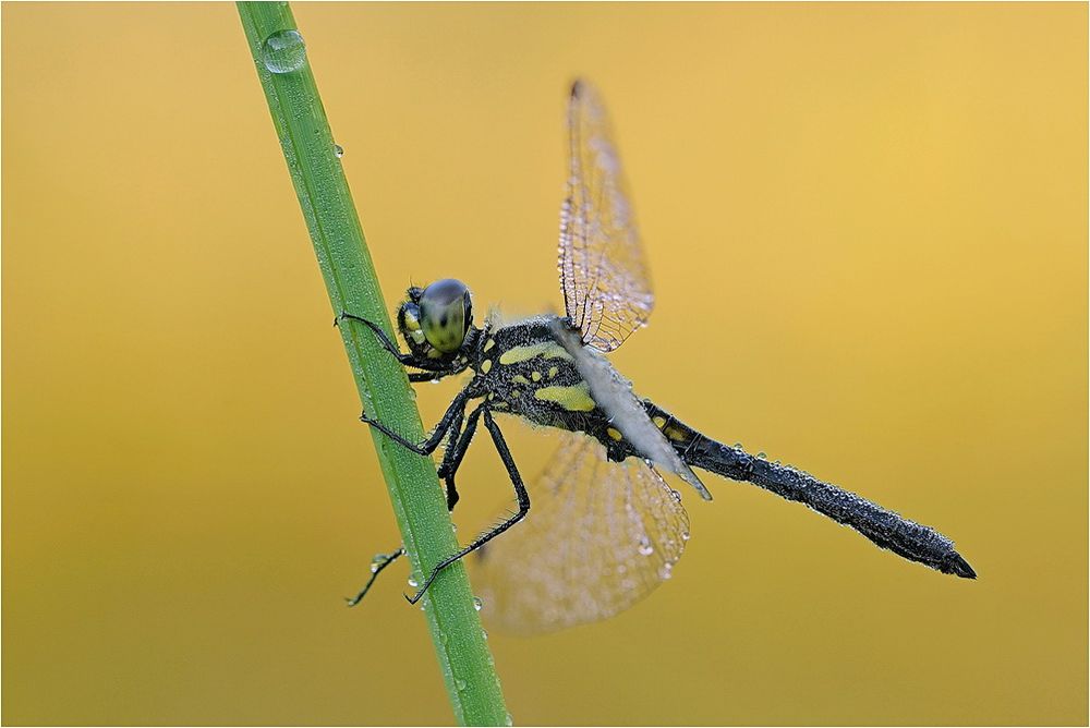 ~ feuchte libellula ~