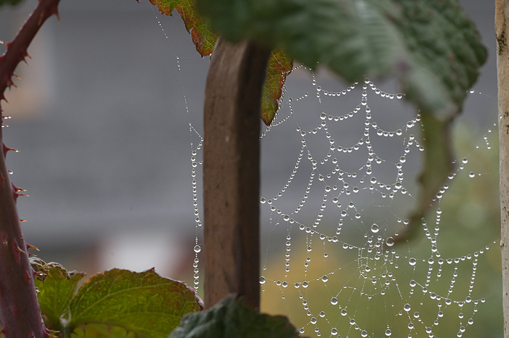 Feuchte Luft - Nebel - und herrliche Spinnweben