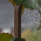 Feuchte Luft - Nebel - und herrliche Spinnweben