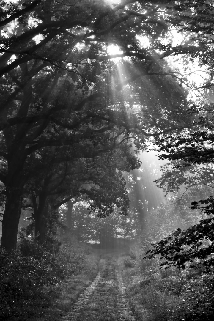 feuchte Morgennebel - morning mist