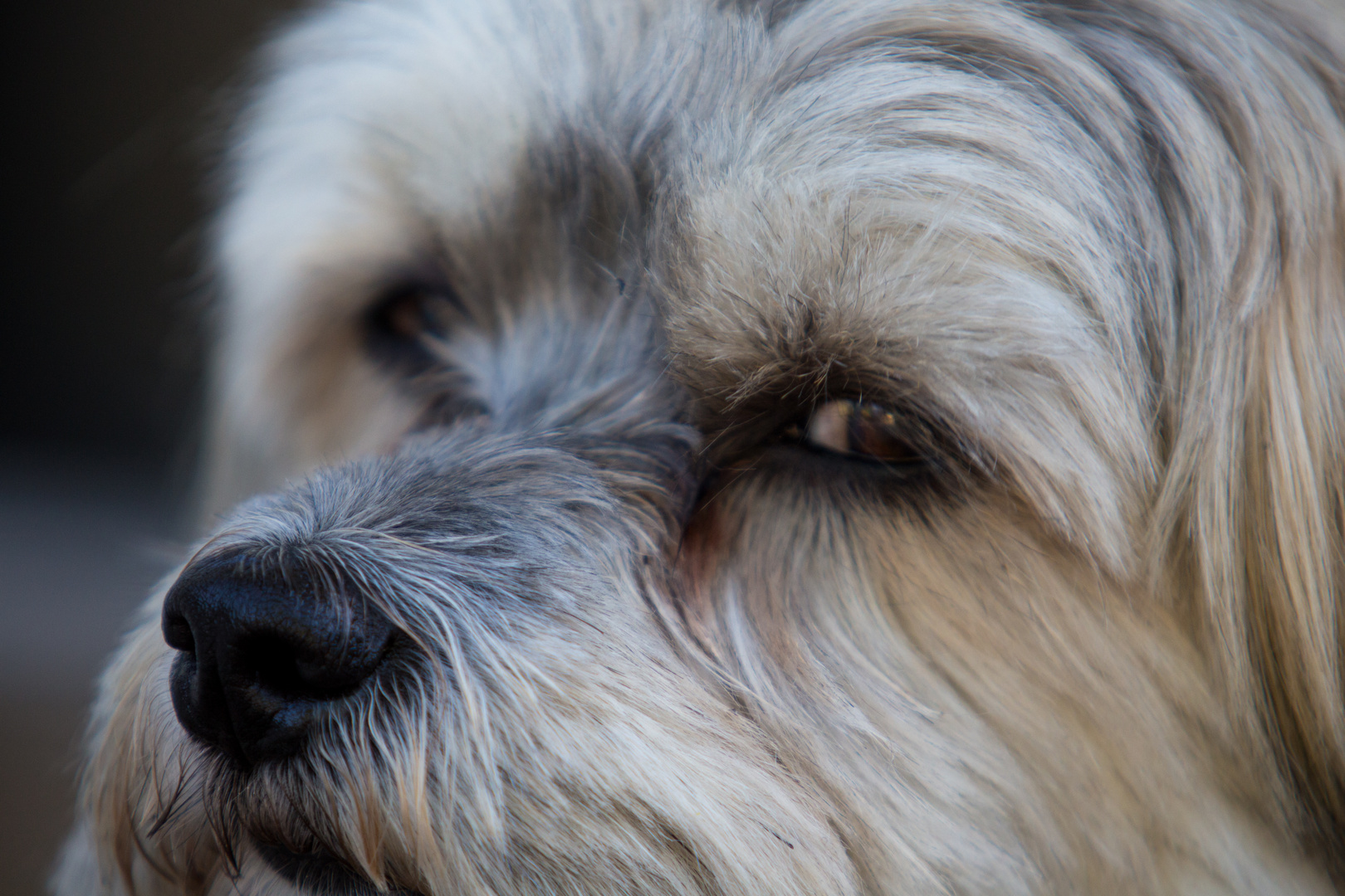 Feuchte Nase Foto &amp; Bild tiere, haustiere, hunde Bilder auf