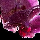 Feuchte Orchidee