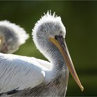 Feuchte Pelikane im Gegenlicht
