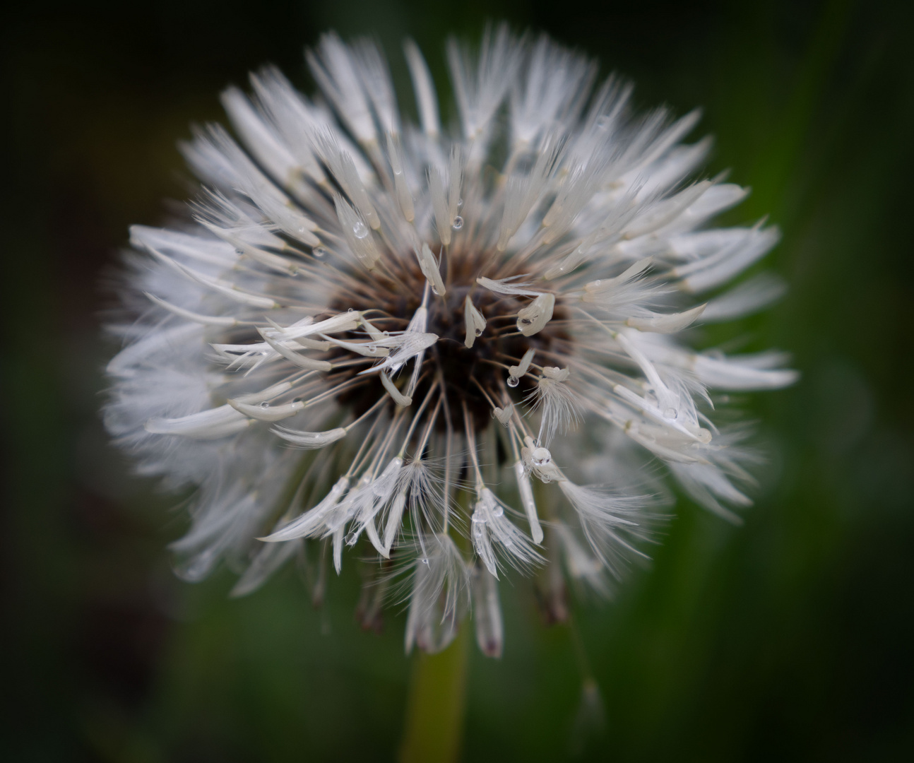 Feuchte Pusteblume 