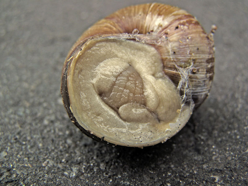 Feuchte Schnecke Feuchte Schnecke