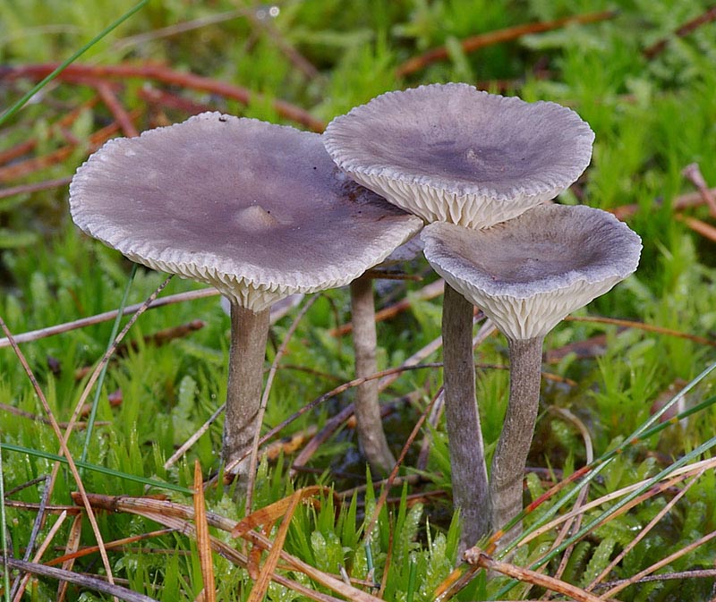 Feuchte sumpfige Waldwiesen