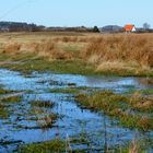 Feuchte Wiese auf Hiddensee