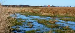 Feuchte Wiese auf Hiddensee