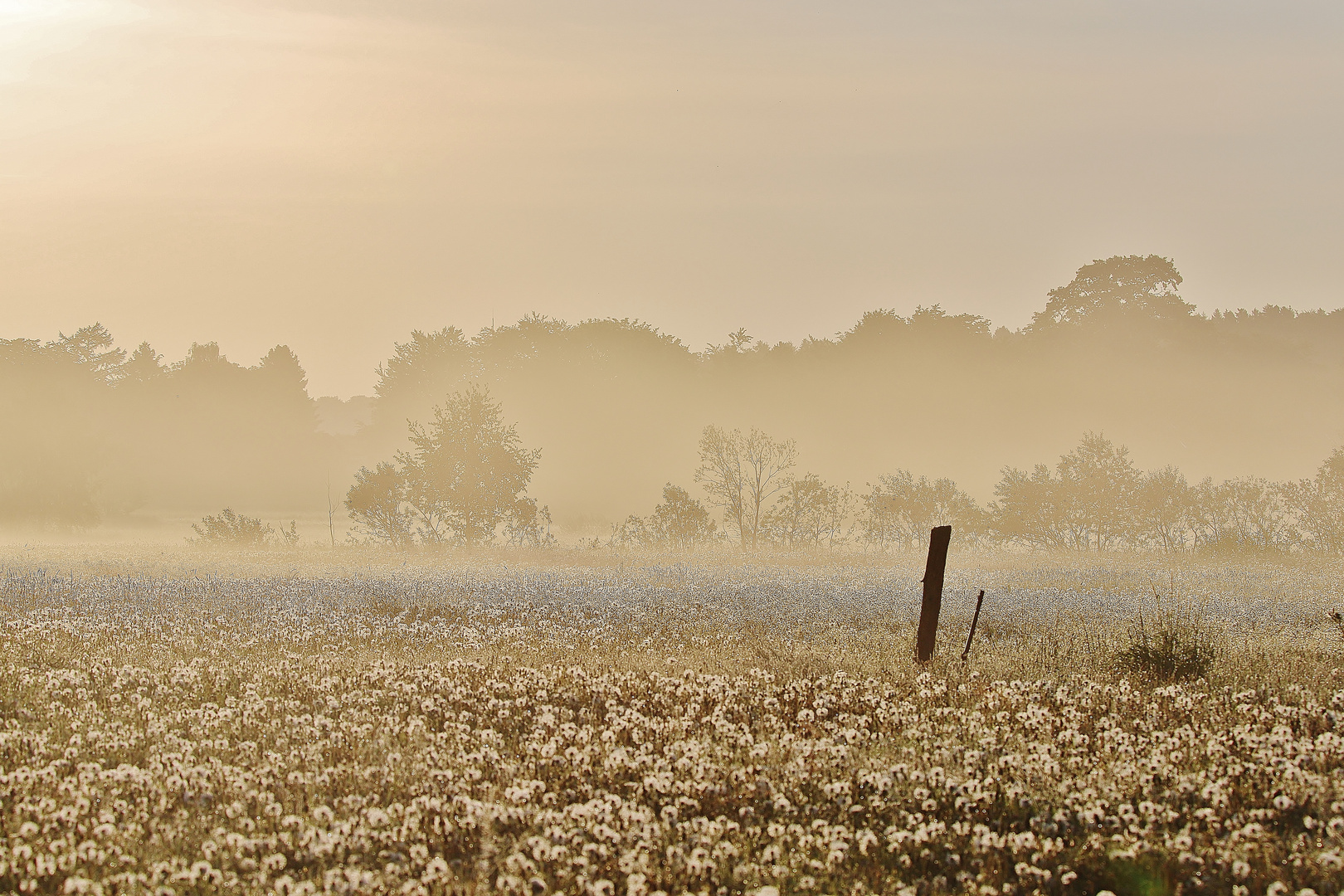 Feuchter Nebelmorgen...