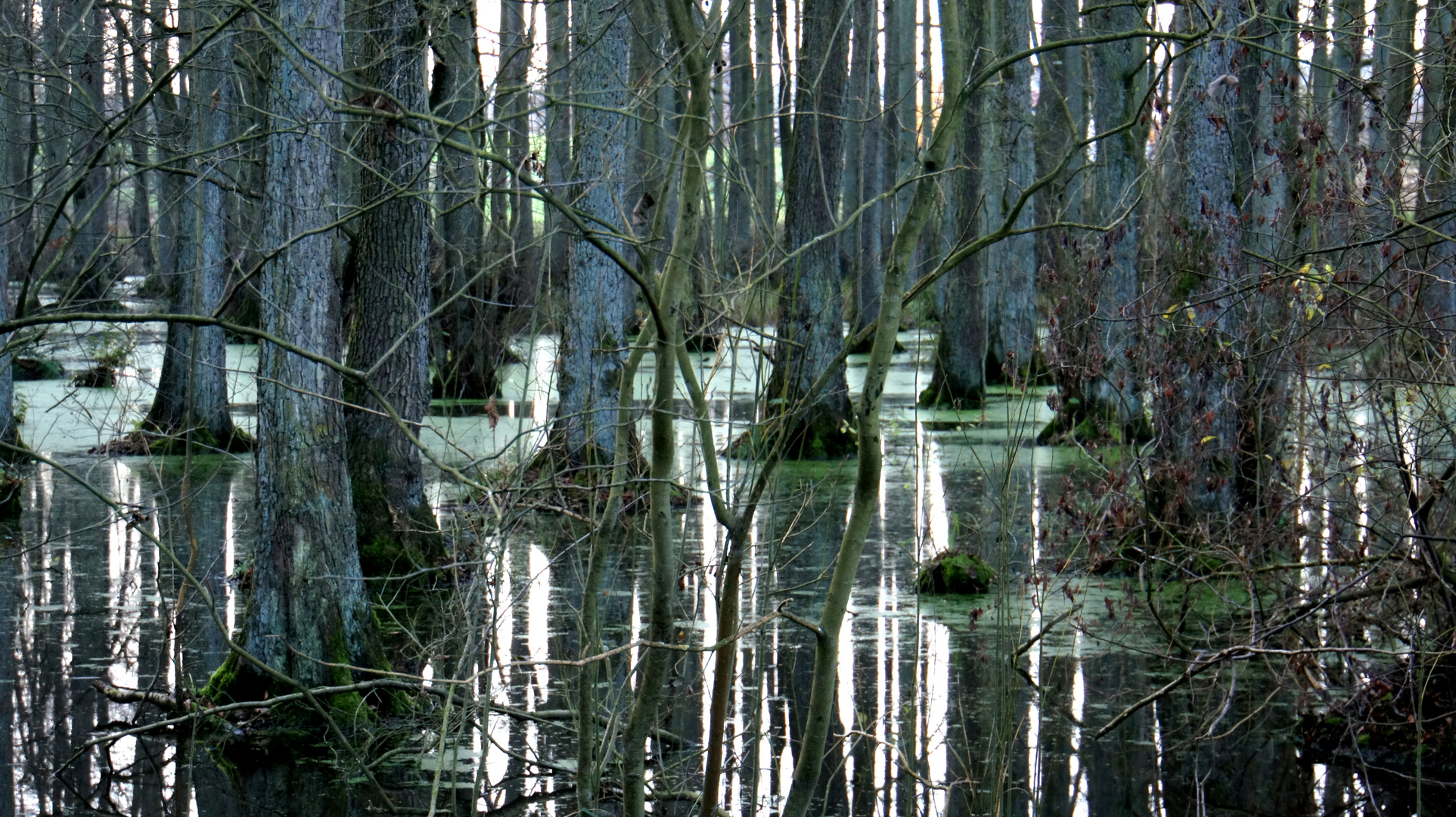 Feuchter Wald in monochrom