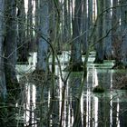 Feuchter Wald in monochrom