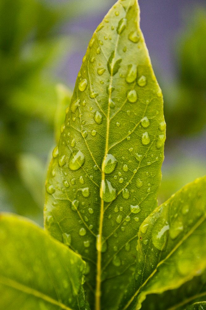 Feuchtes Blatt am Morgen by Andreas Heimbrock 