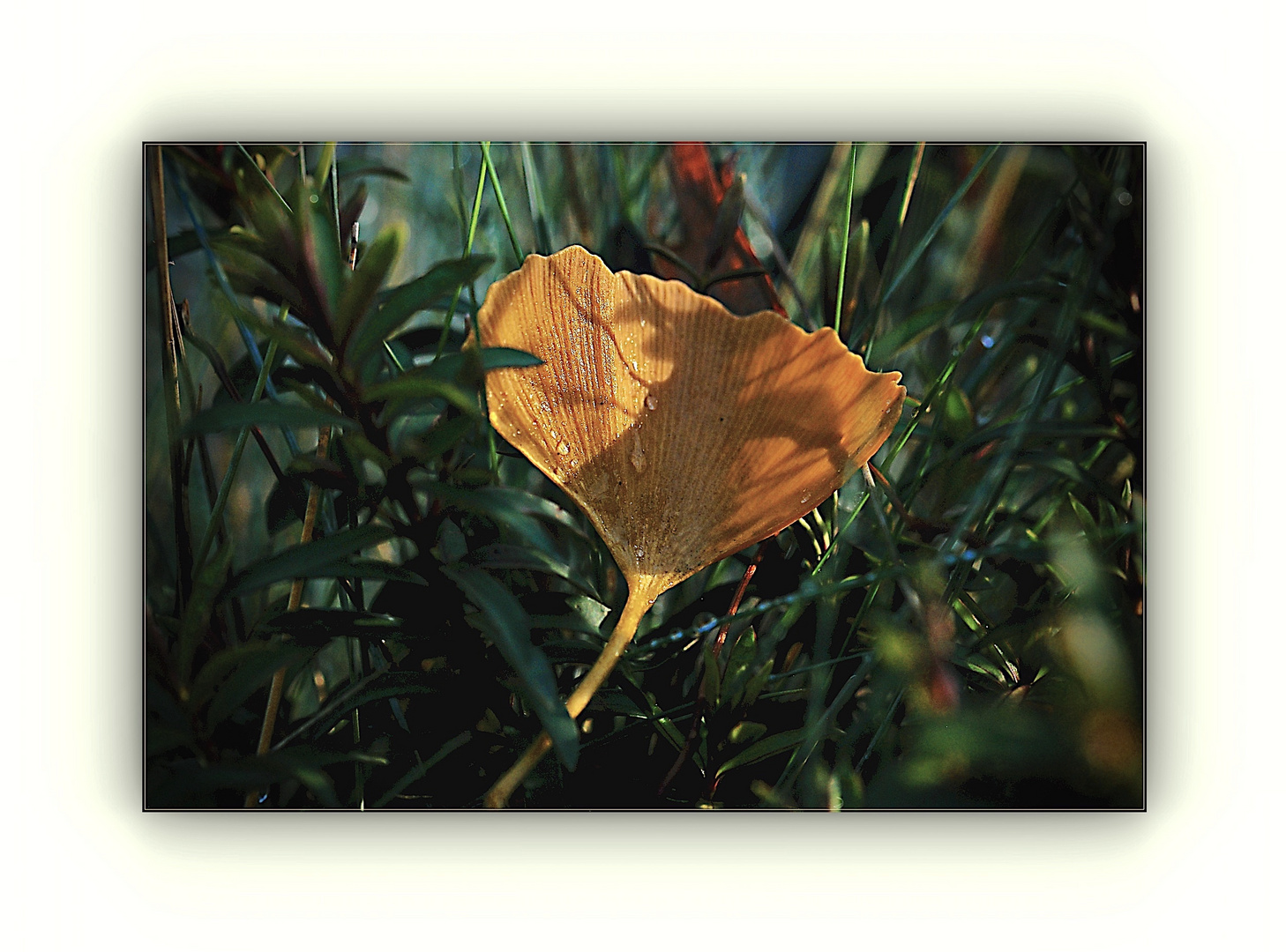 feuchtes Ginkgoblatt