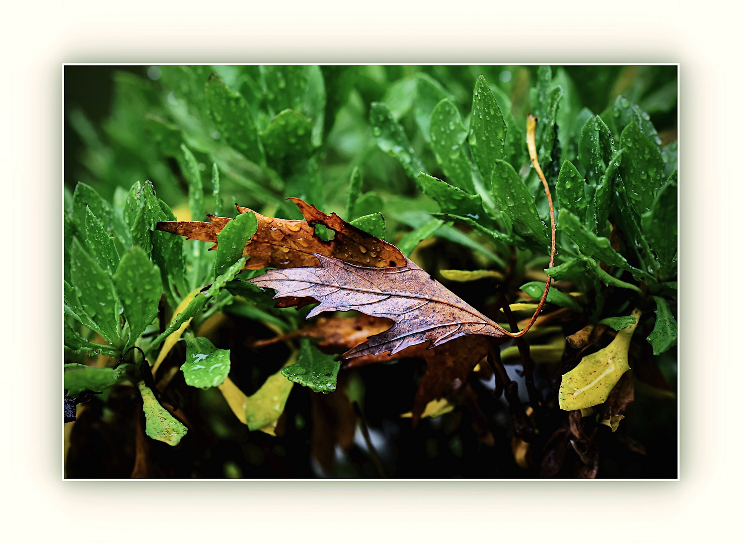 feuchtes, herbstliches Ahornblatt