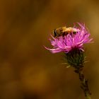 feuchtes Herbstwetter