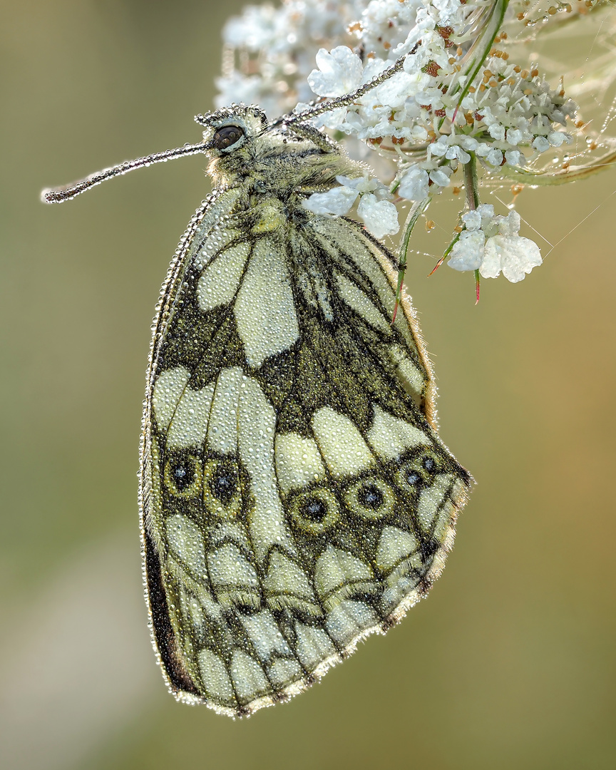 Feuchtes Schachbrett