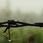 Feuchtes Spinnennetz am Stacheldraht