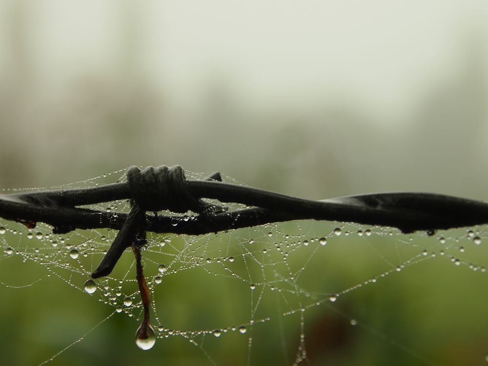 Feuchtes Spinnennetz am Stacheldraht